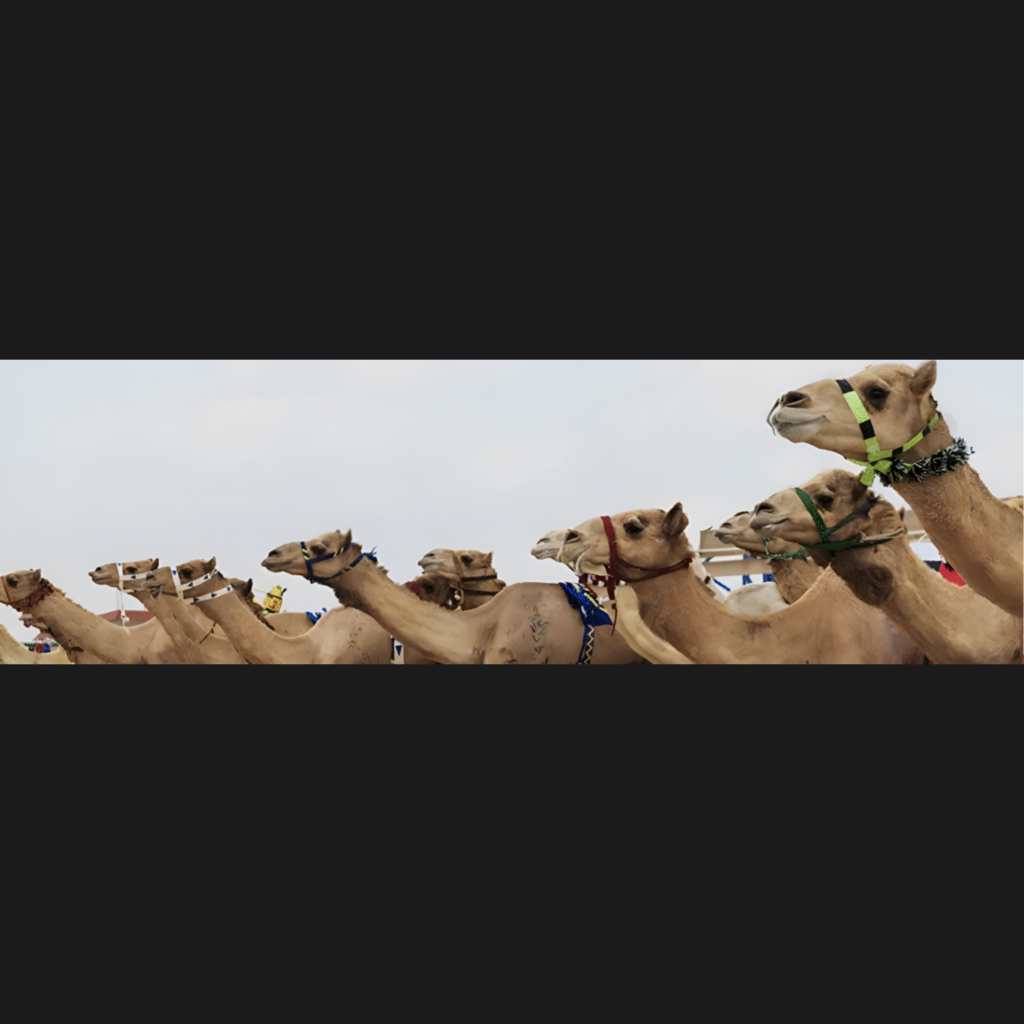 AL AIN CAMEL RACING FESTIVAL: A NEW ERA OF HERITAGE AND SPORT untitled design 15