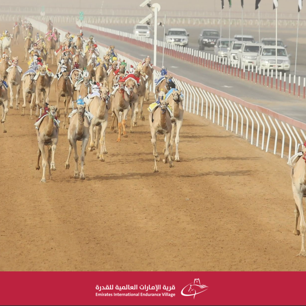 AL AIN CAMEL RACE FESTIVAL – ROUND TWO DELIVERS THRILLING COMPETITIONS untitled design 16