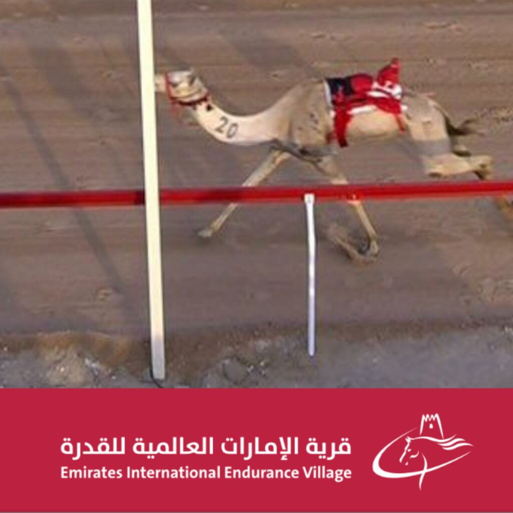 AL WATHBA CAMEL RACING FESTIVAL CONCLUDES WITH TRIUMPH AND TRADITION untitled design 6